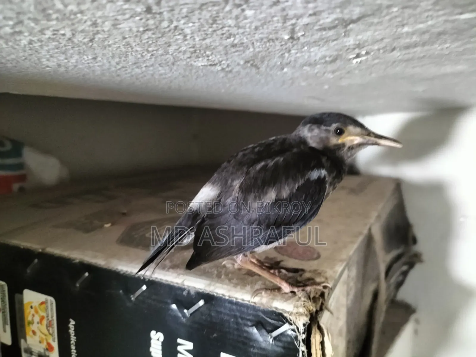 Shalik Bird