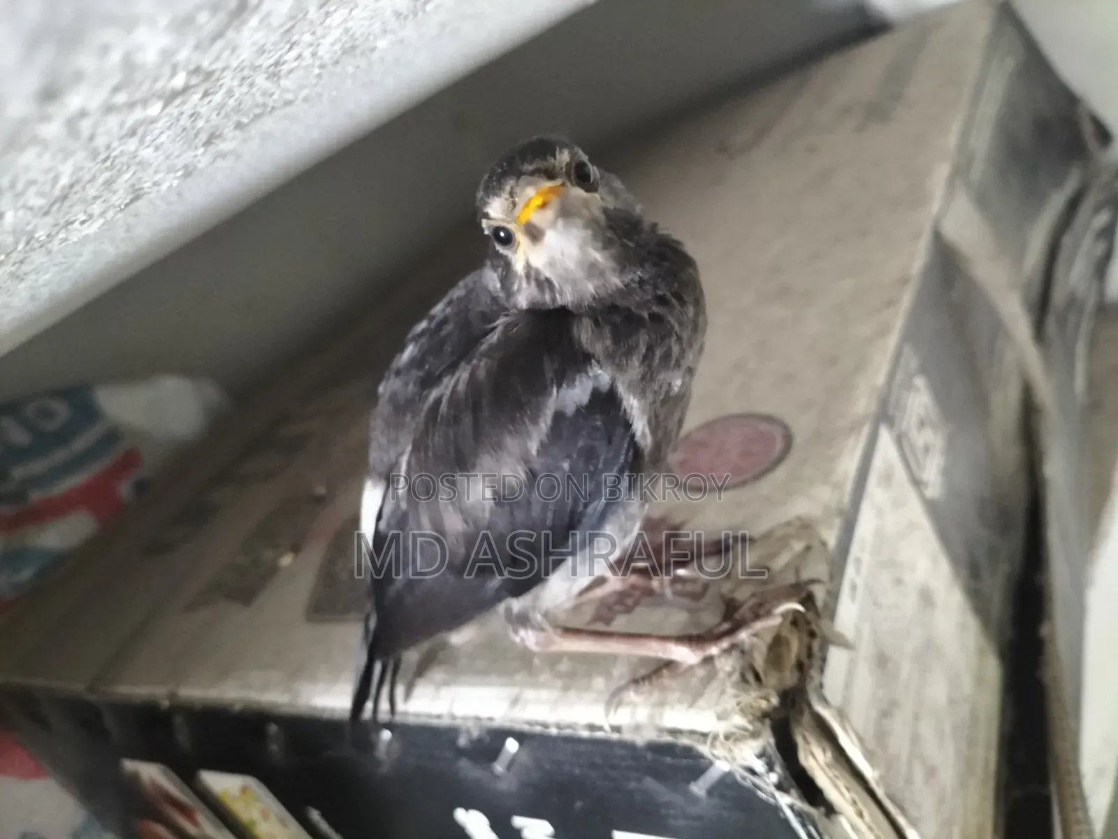 Shalik Bird