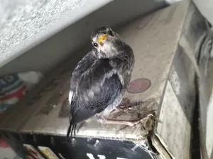Shalik Bird