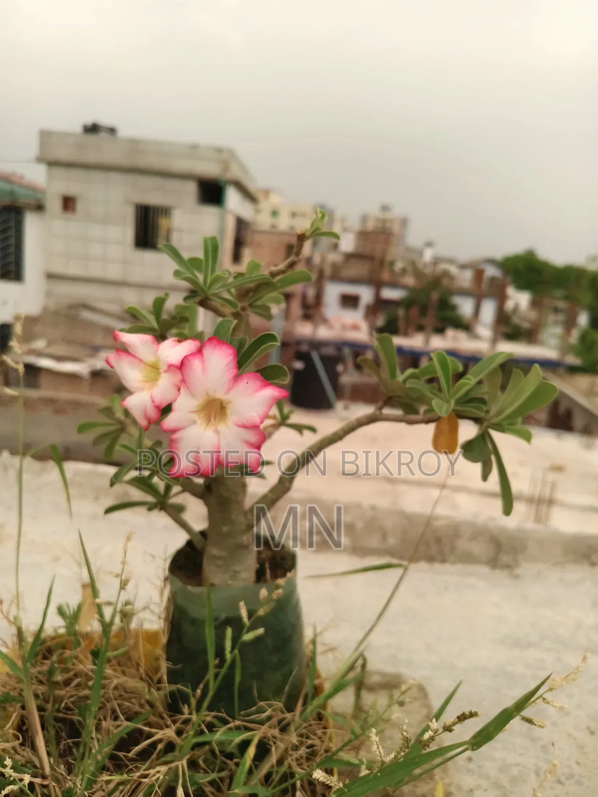 এডিটিএম ফুল গাছ