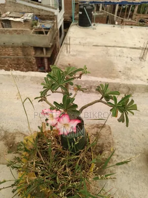 এডিটিএম ফুল গাছ
