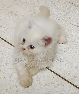 1-3 Months Male Purebred Persian