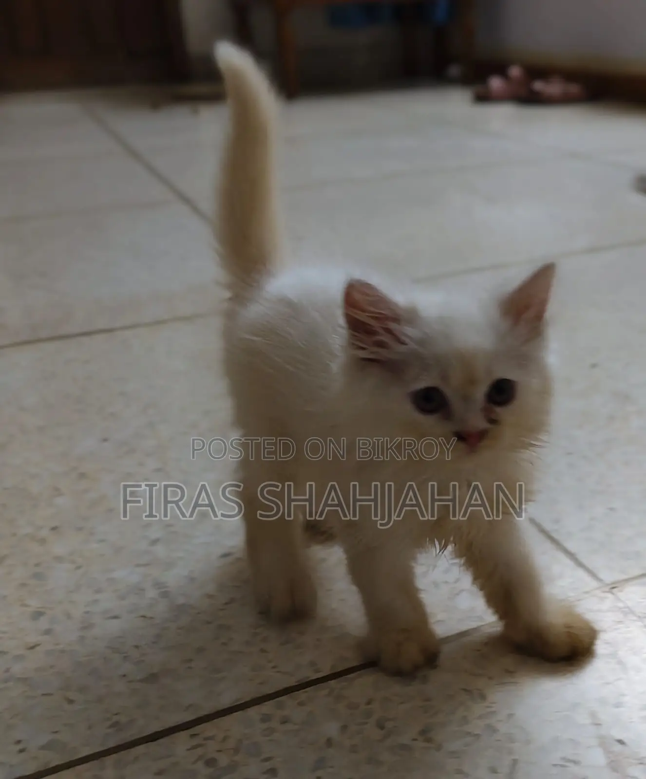 1-3 Months Male Purebred Persian