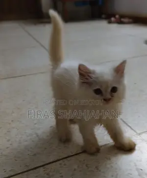 1-3 Months Male Purebred Persian