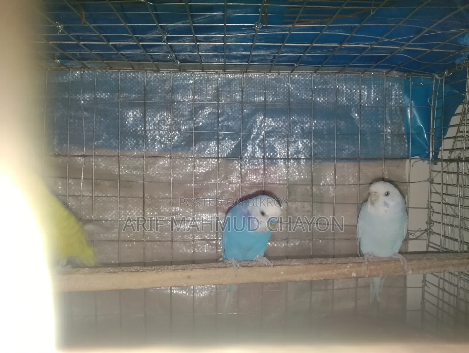 Budgerigar Birds