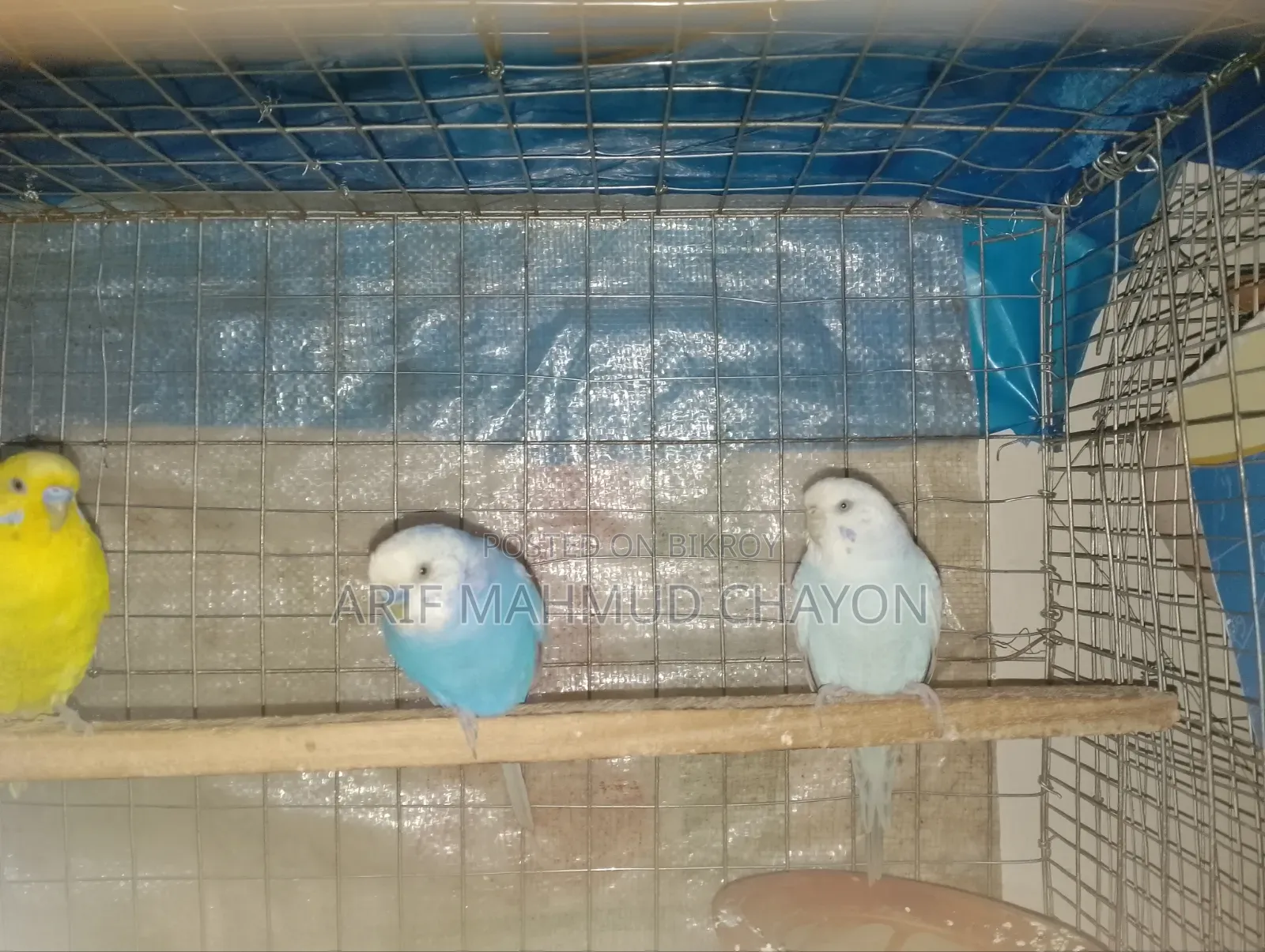 Budgerigar Birds
