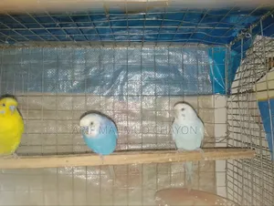Budgerigar Birds