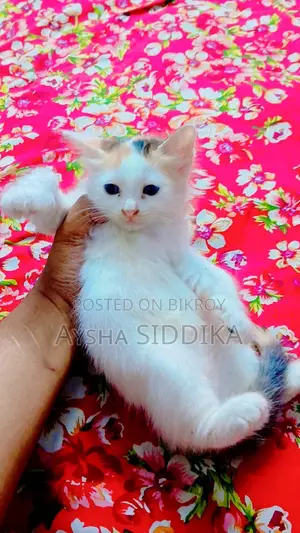 ১-৩ মাস বয়সী নারী মিক্সড ব্রিড পার্সিয়ান
