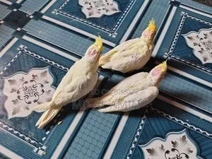 কোকাটেল বেবি