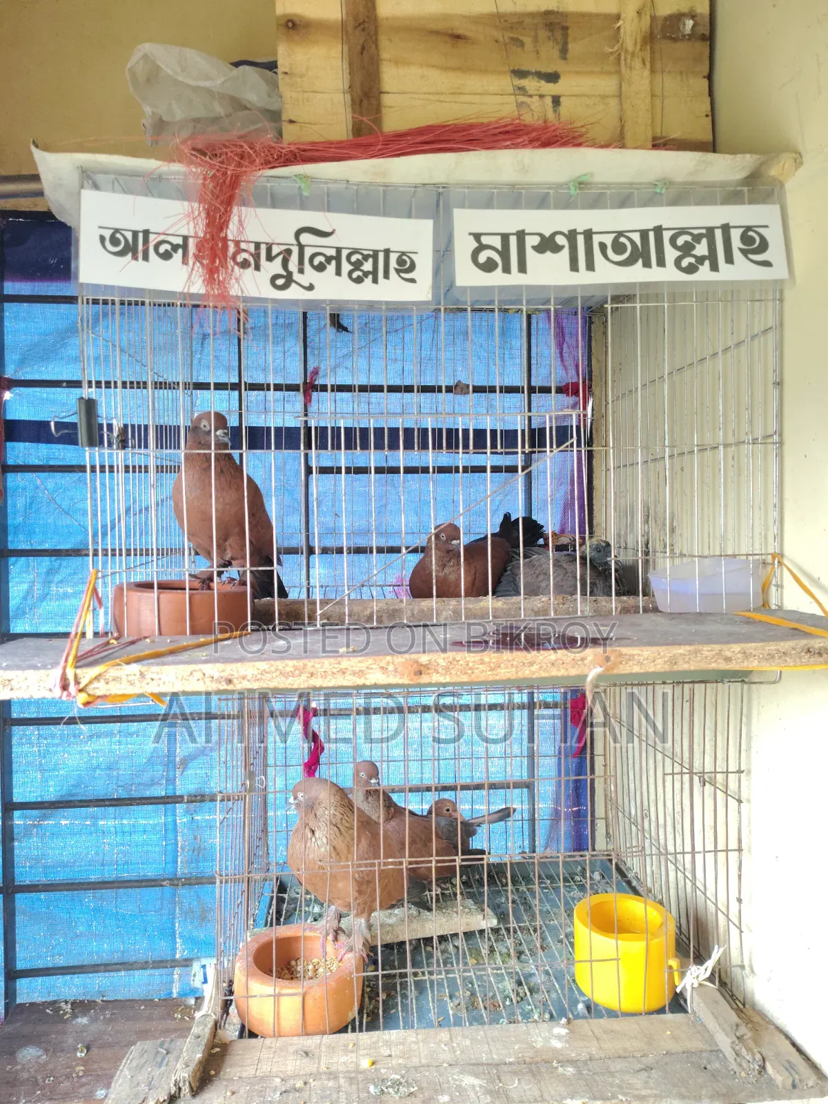 কবুতরের খাচা