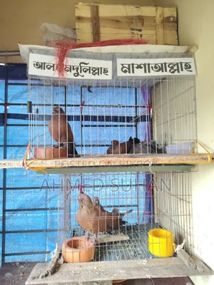 কবুতরের খাচা