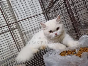 1+ Year Female Purebred Persian