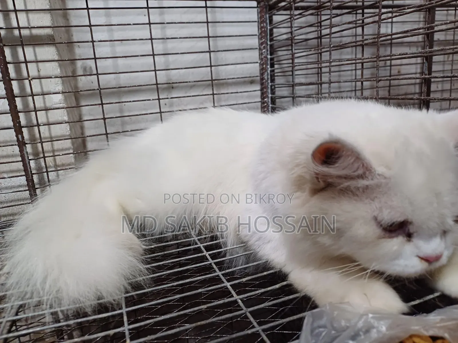 1+ Year Female Purebred Persian Cat