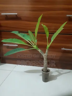 কাঠগোলাপ গোলাপি, Rangpur