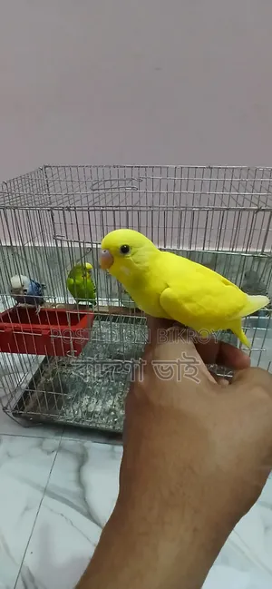 Tame Budgie Chicks for Sale