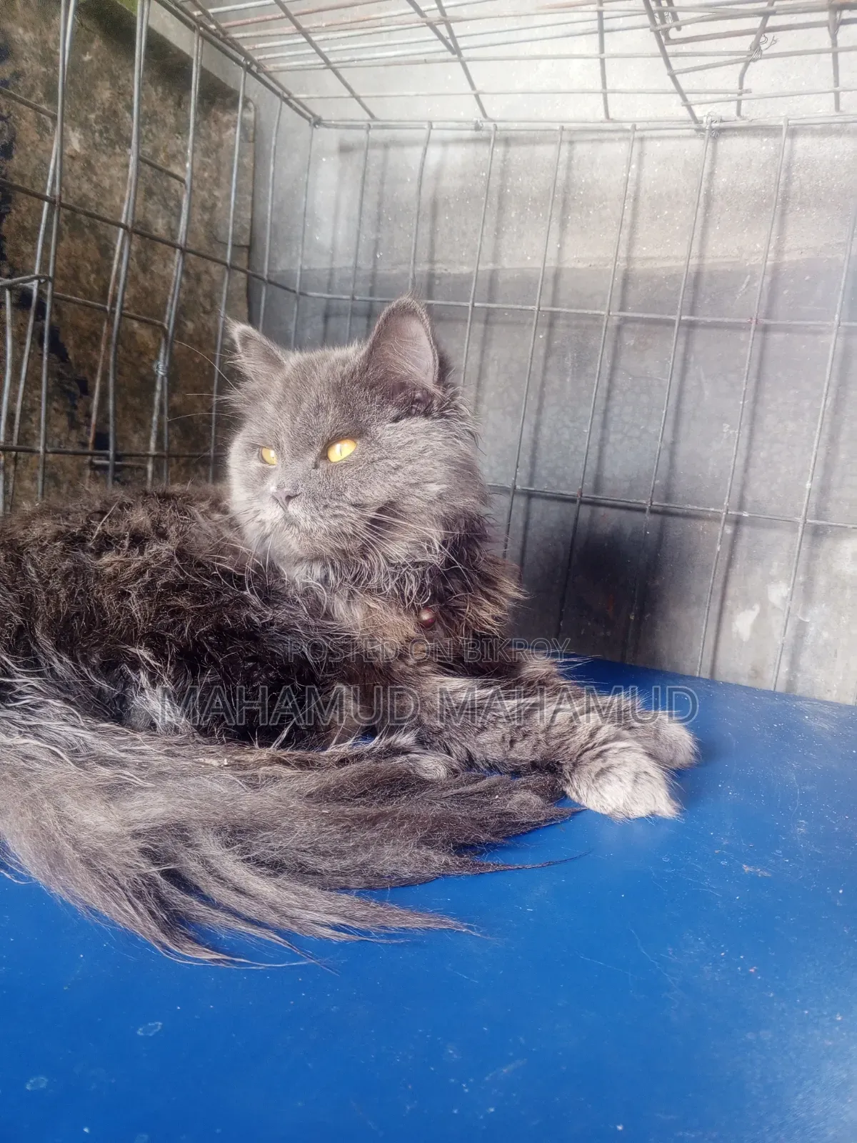 3-6 Months Male Purebred Balinese