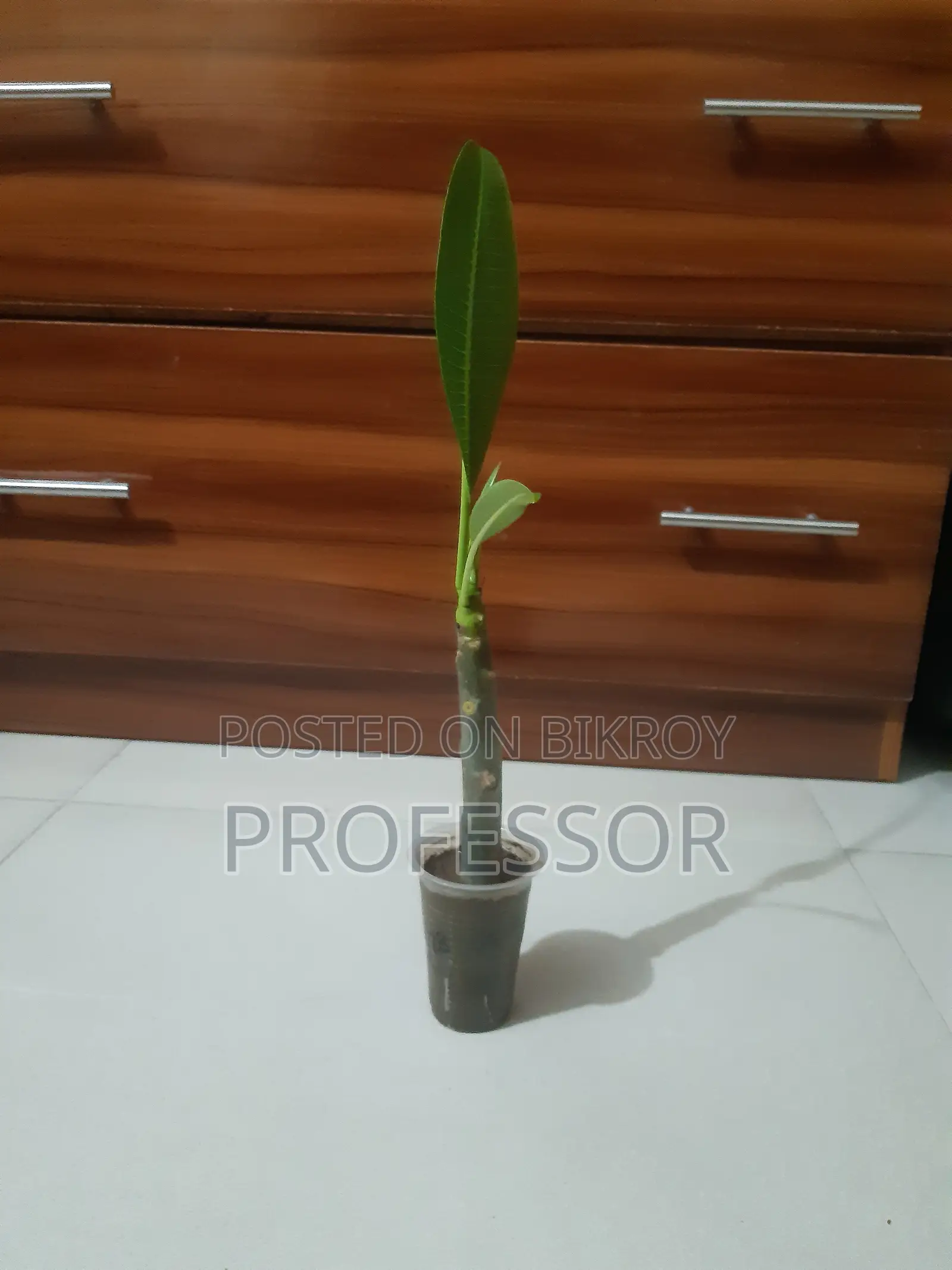 লাল কাঠ গোলাপ রংপুর