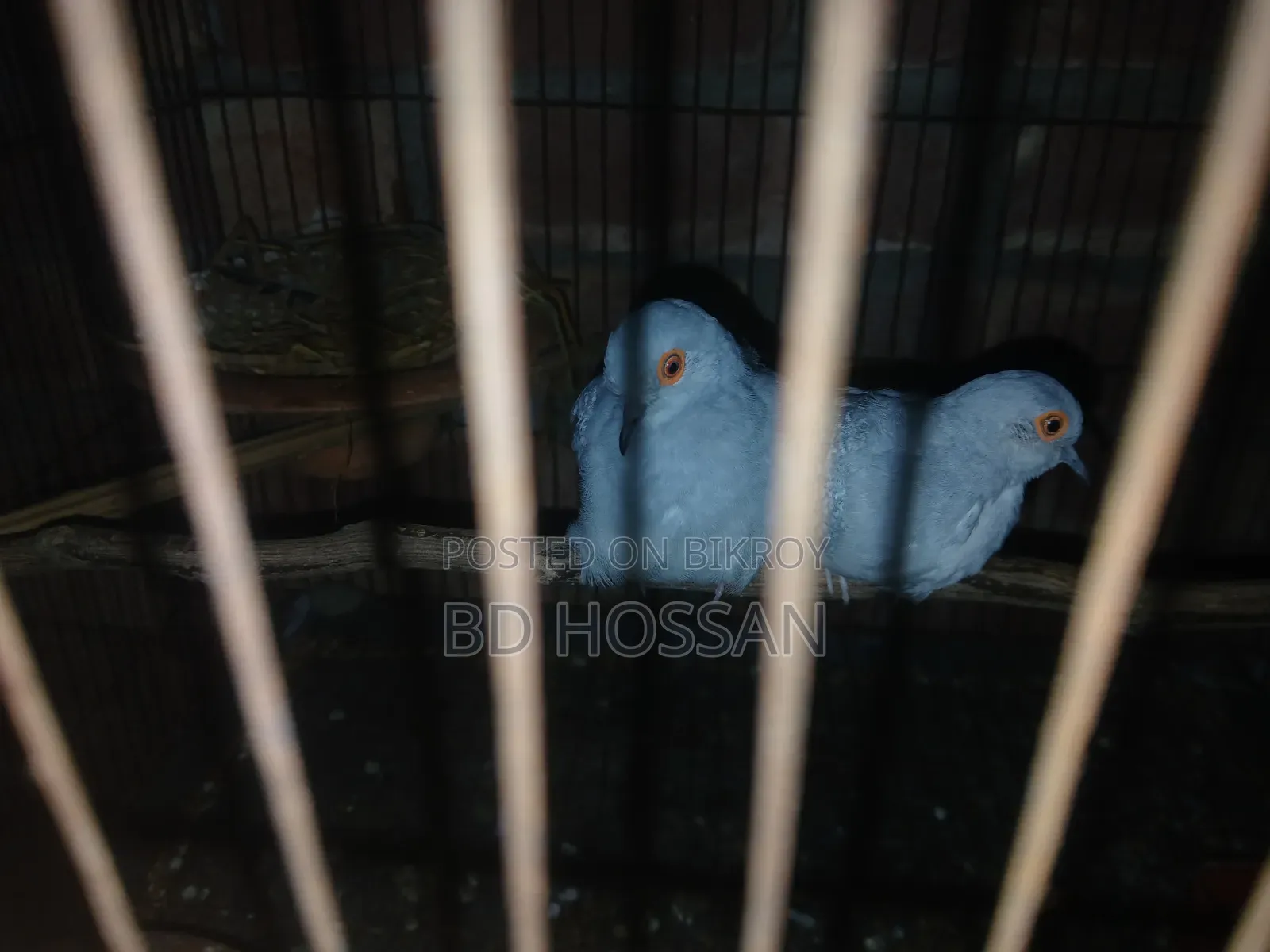 Diamond Dove
