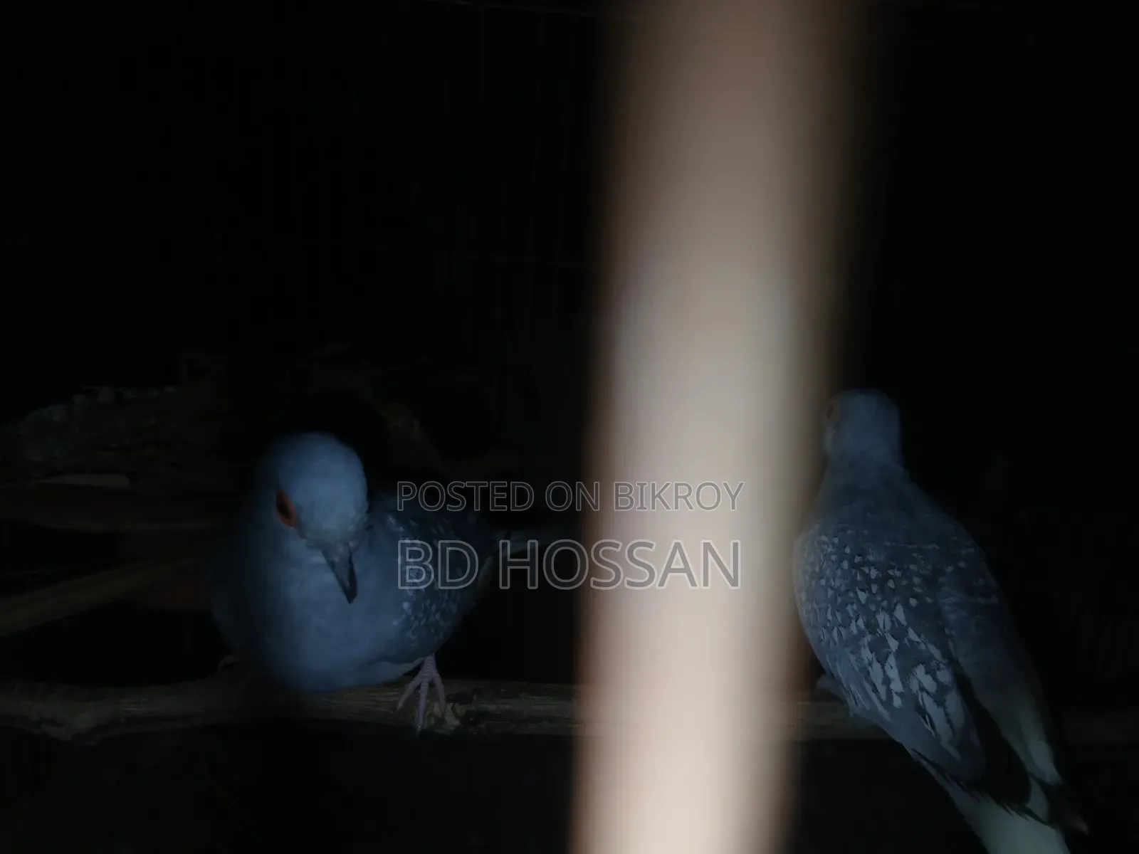 Diamond Dove