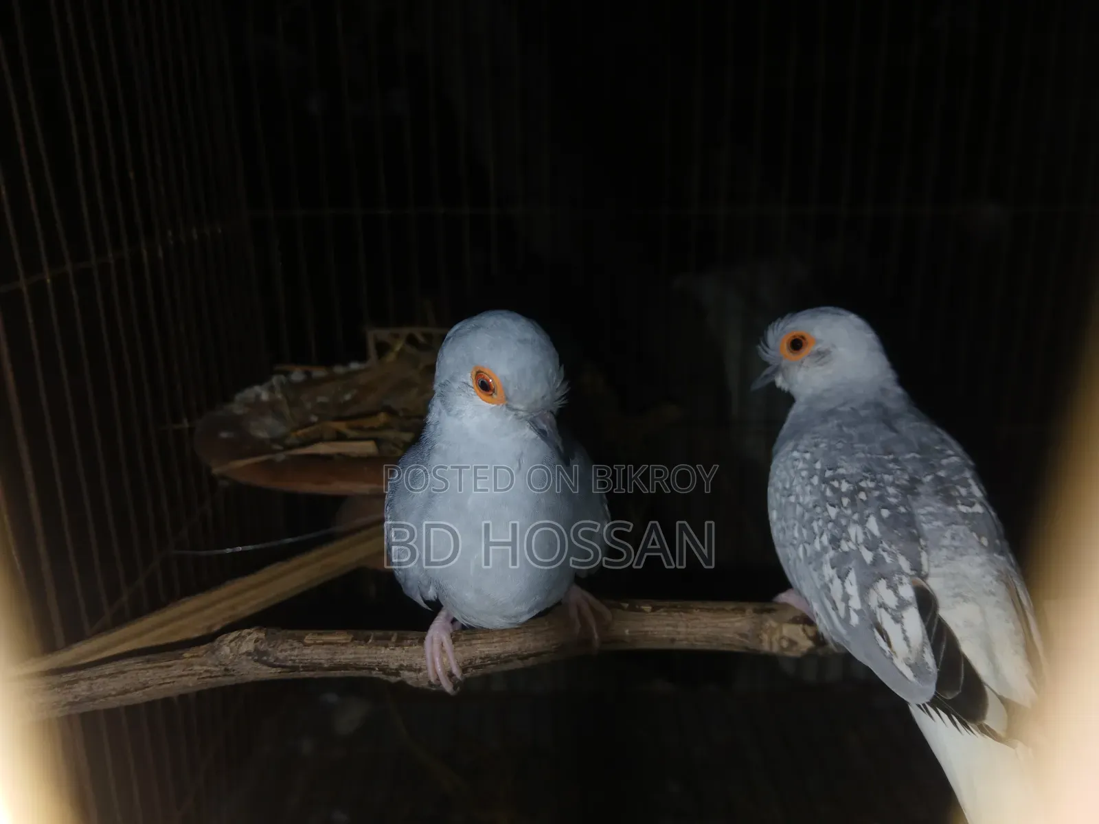 Diamond Dove