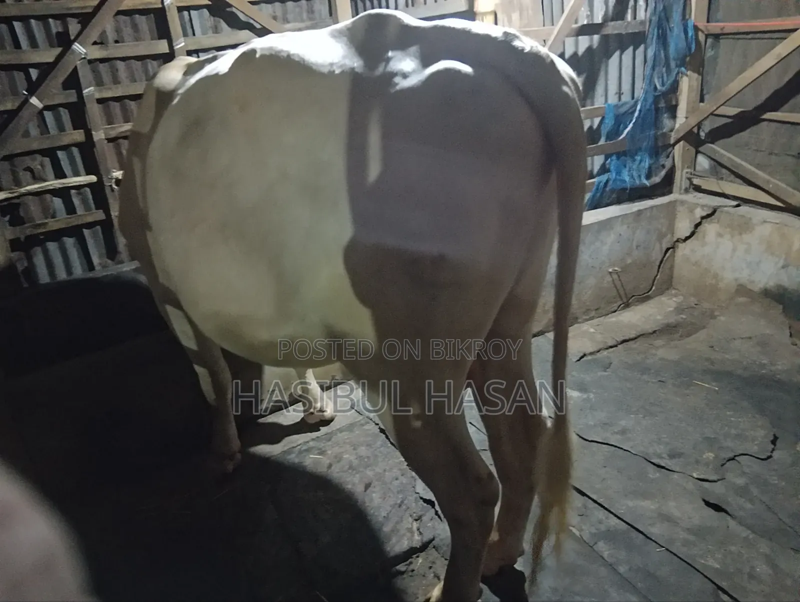 হলিষ্টিন ফ্রীজিয়ান ষাড় গরু