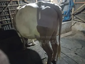 হলিষ্টিন ফ্রীজিয়ান ষাড় গরু