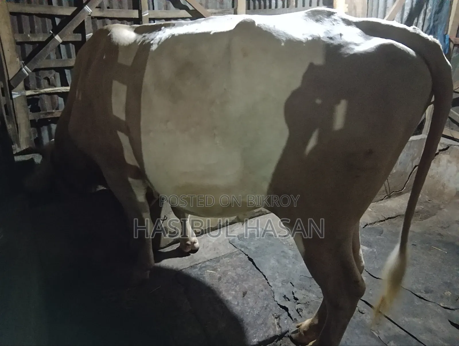 হলিষ্টিন ফ্রীজিয়ান ষাড় গরু