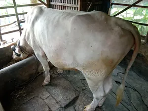হলিষ্টিন ফ্রীজিয়ান ষাড় গরু