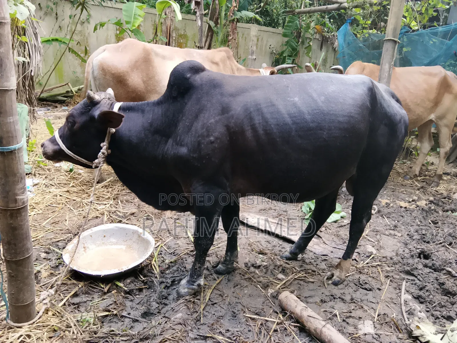 Desal Goru
