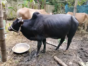 Desal Goru