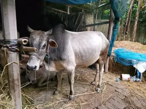 Desal Goru