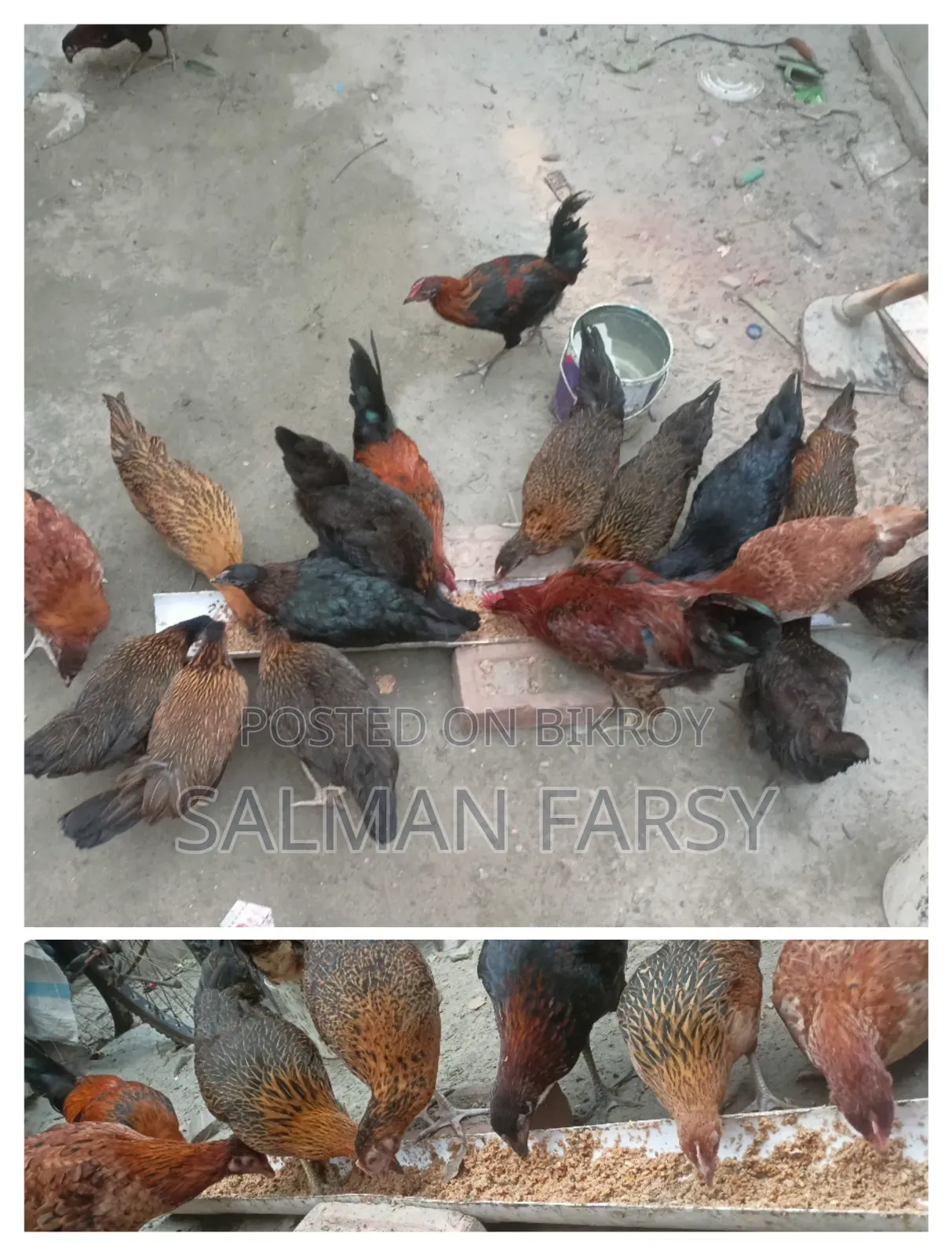 দেশি মুরগি। বয়স: ৫ মাসের বেশি