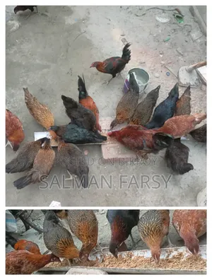 দেশি মুরগি। বয়স: ৫ মাসের বেশি