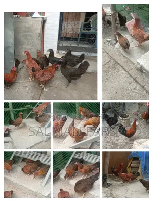 দেশি মুরগি। বয়স: ৫ মাসের বেশি