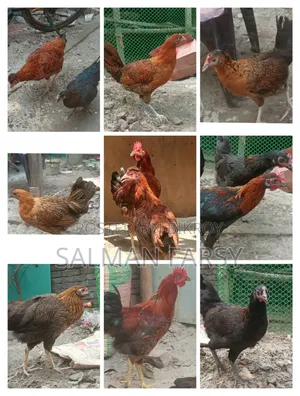 দেশি মুরগি। বয়স: ৫ মাসের বেশি