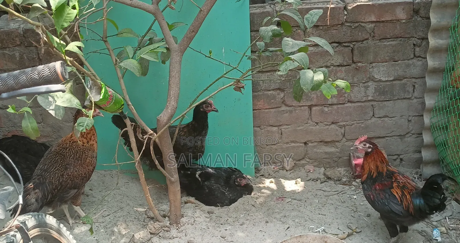 দেশি মুরগি। বয়স: ৫ মাসের বেশি