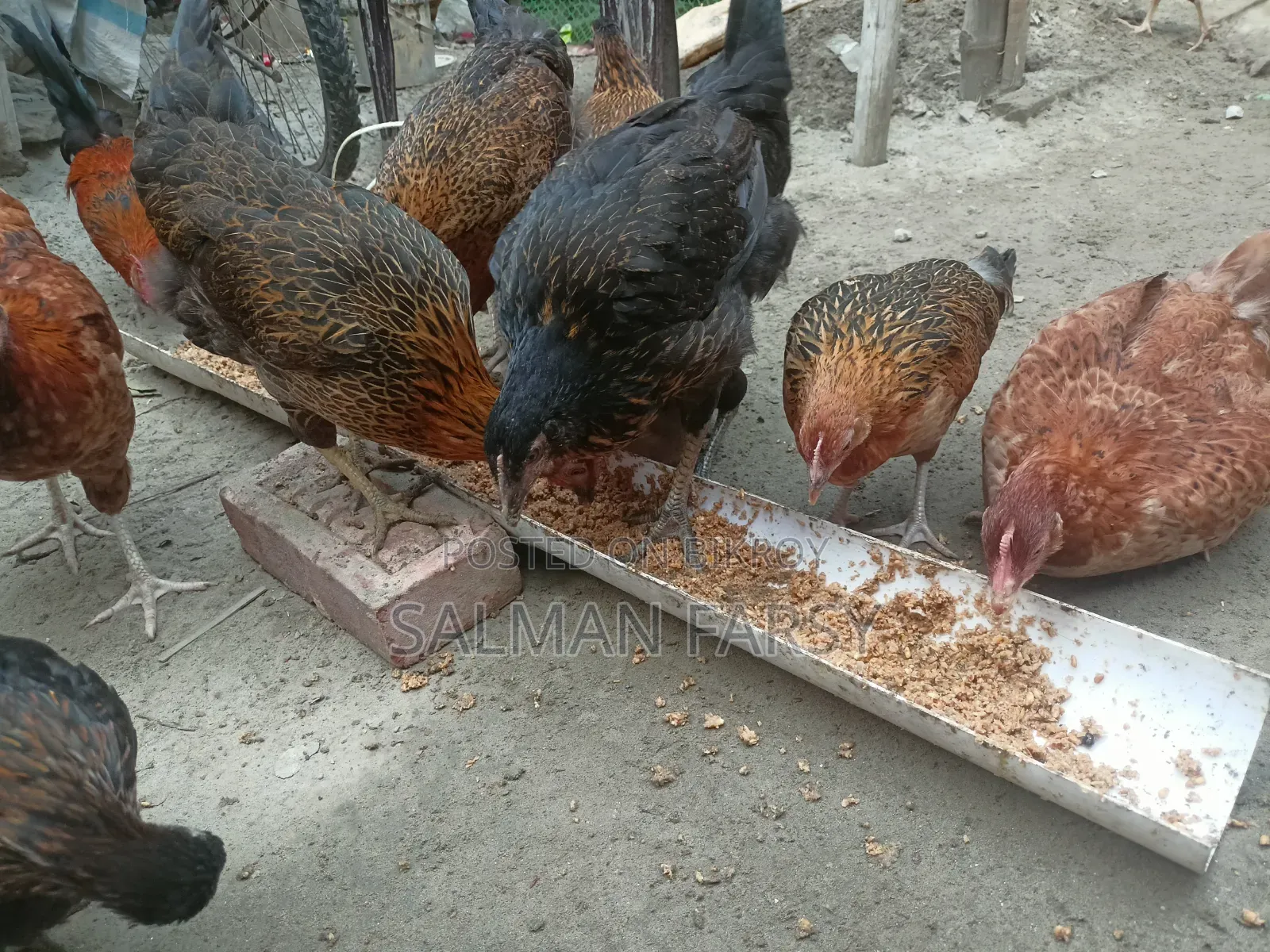 দেশি মুরগি। বয়স: ৫ মাসের বেশি
