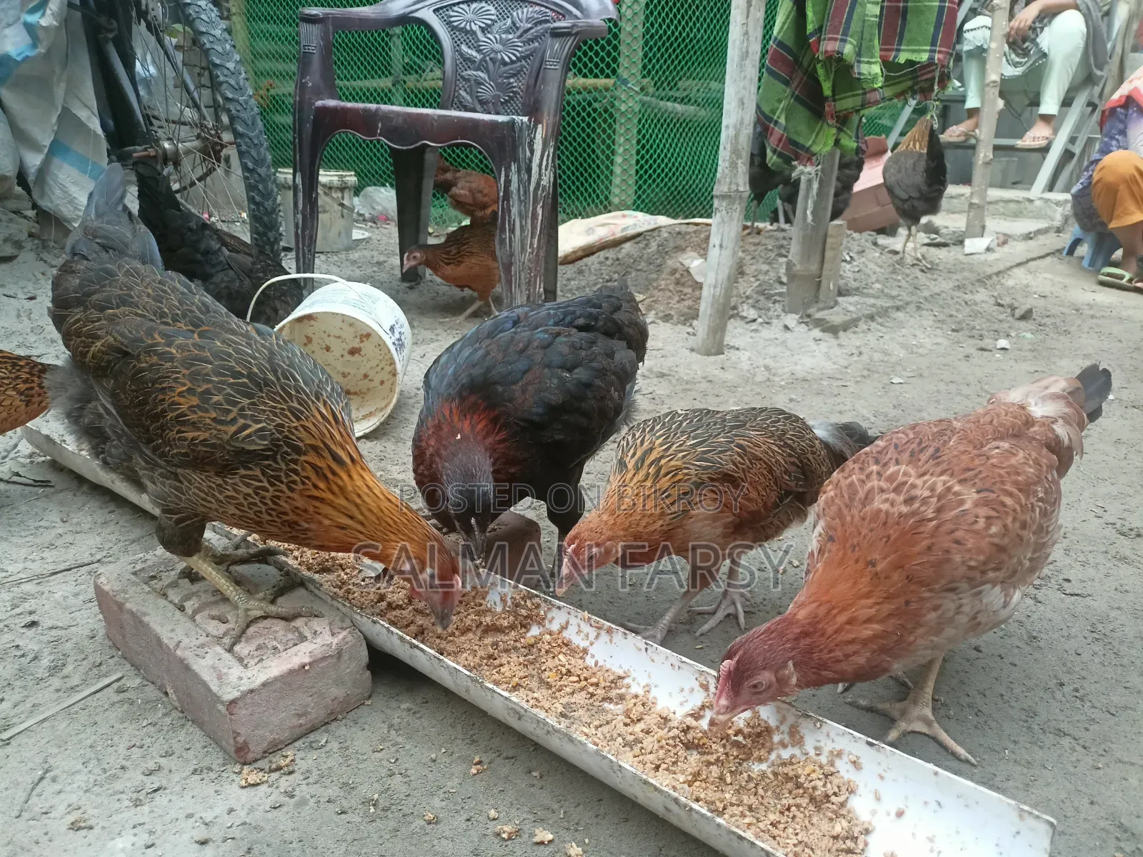 দেশি মুরগি। বয়স: ৫ মাসের বেশি