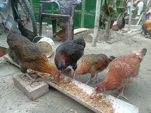 দেশি মুরগি। বয়স: ৫ মাসের বেশি