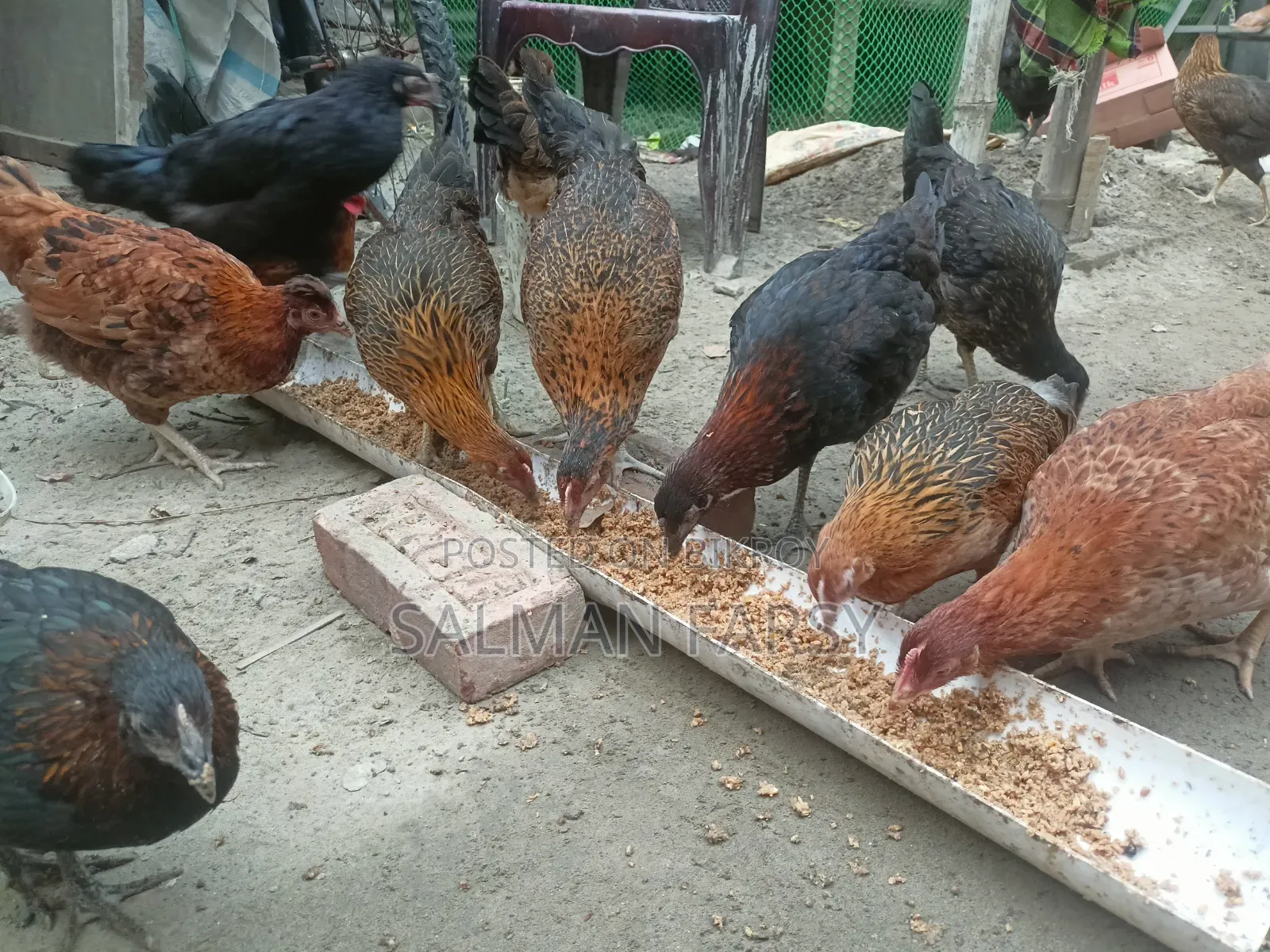 দেশি মুরগি। বয়স: ৫ মাসের বেশি