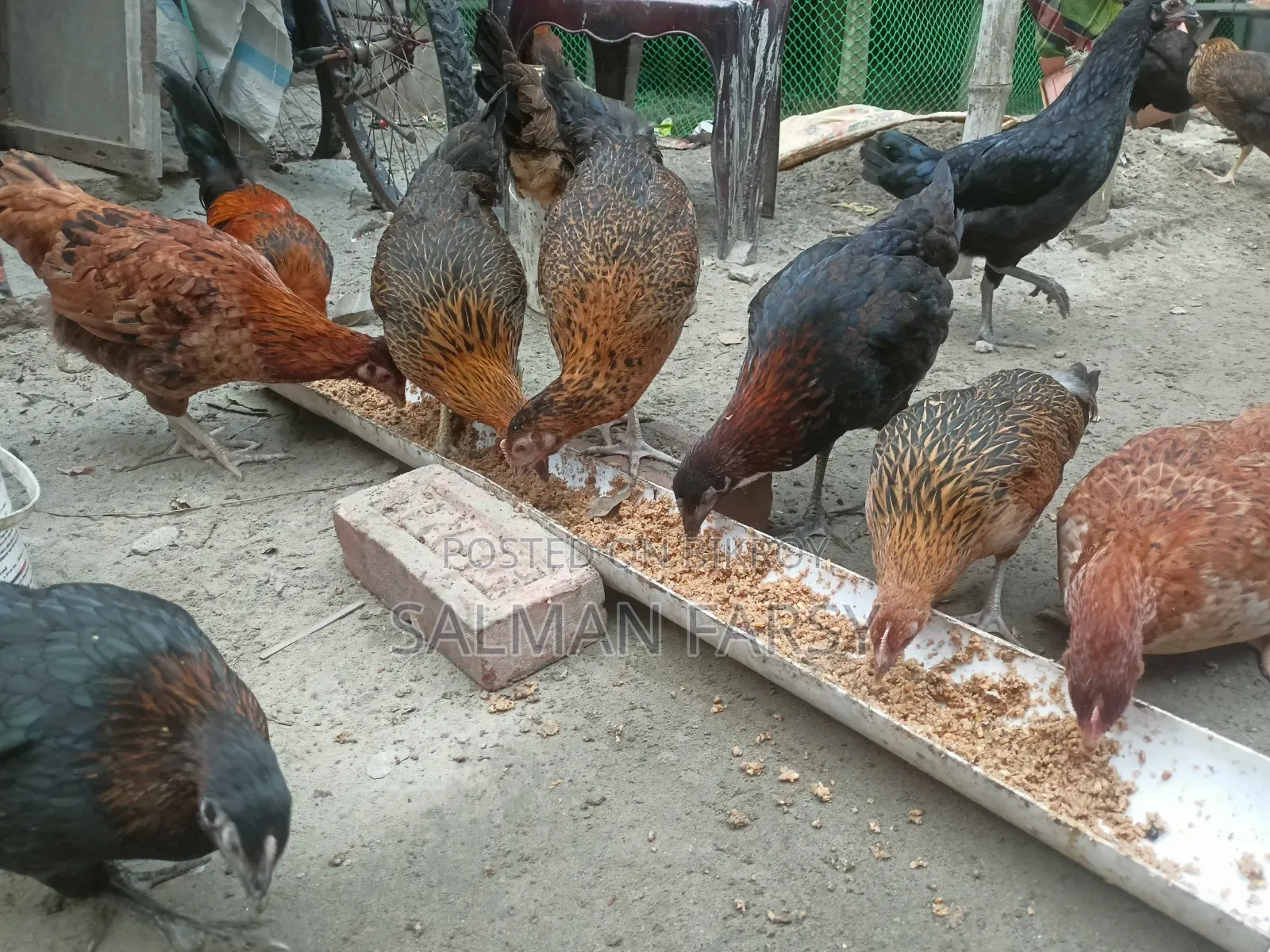 দেশি মুরগি। বয়স: ৫ মাসের বেশি
