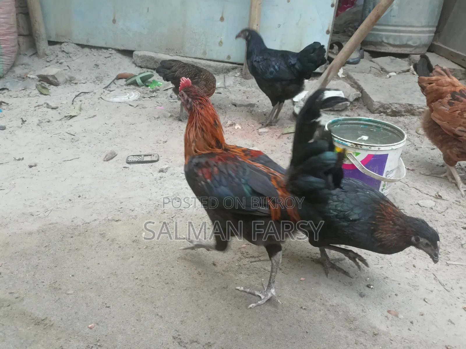 দেশি মুরগি। বয়স: ৫ মাসের বেশি