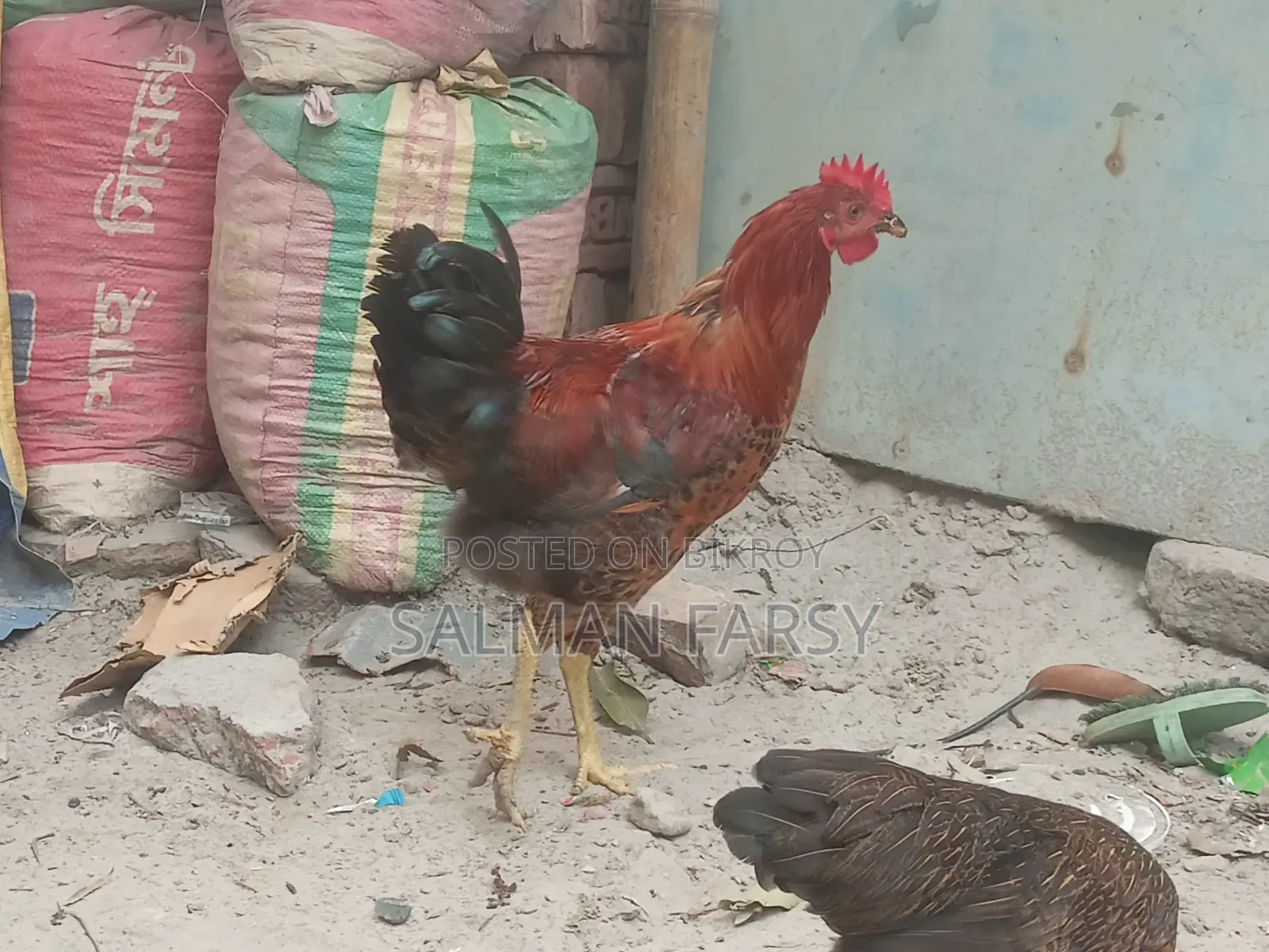 দেশি মুরগি। বয়স: ৫ মাসের বেশি