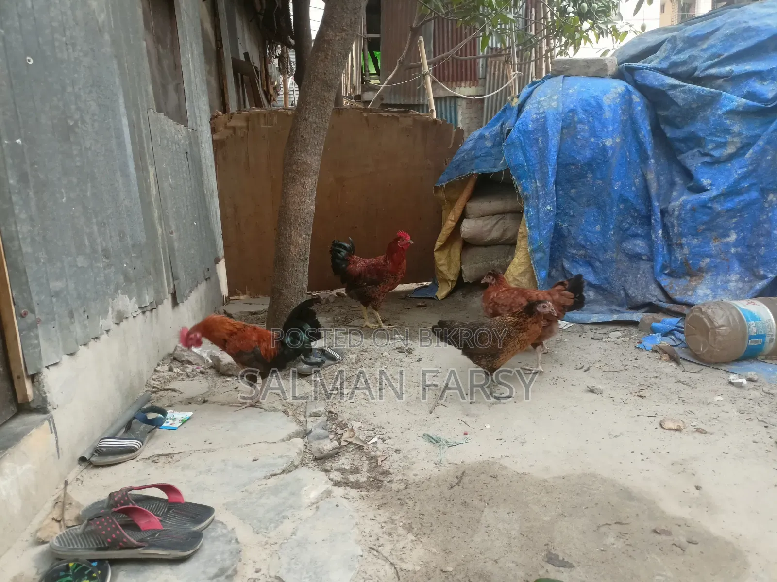 দেশি মুরগি। বয়স: ৫ মাসের বেশি