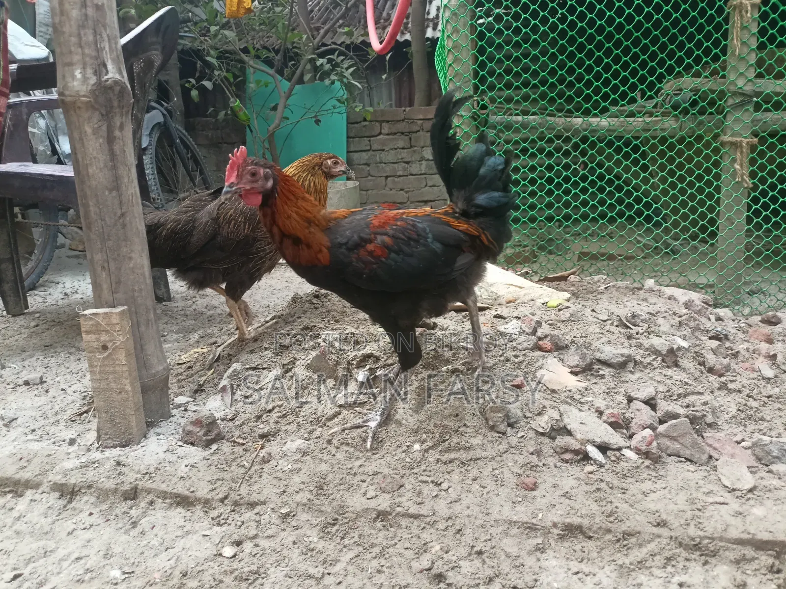 দেশি মুরগি। বয়স: ৫ মাসের বেশি