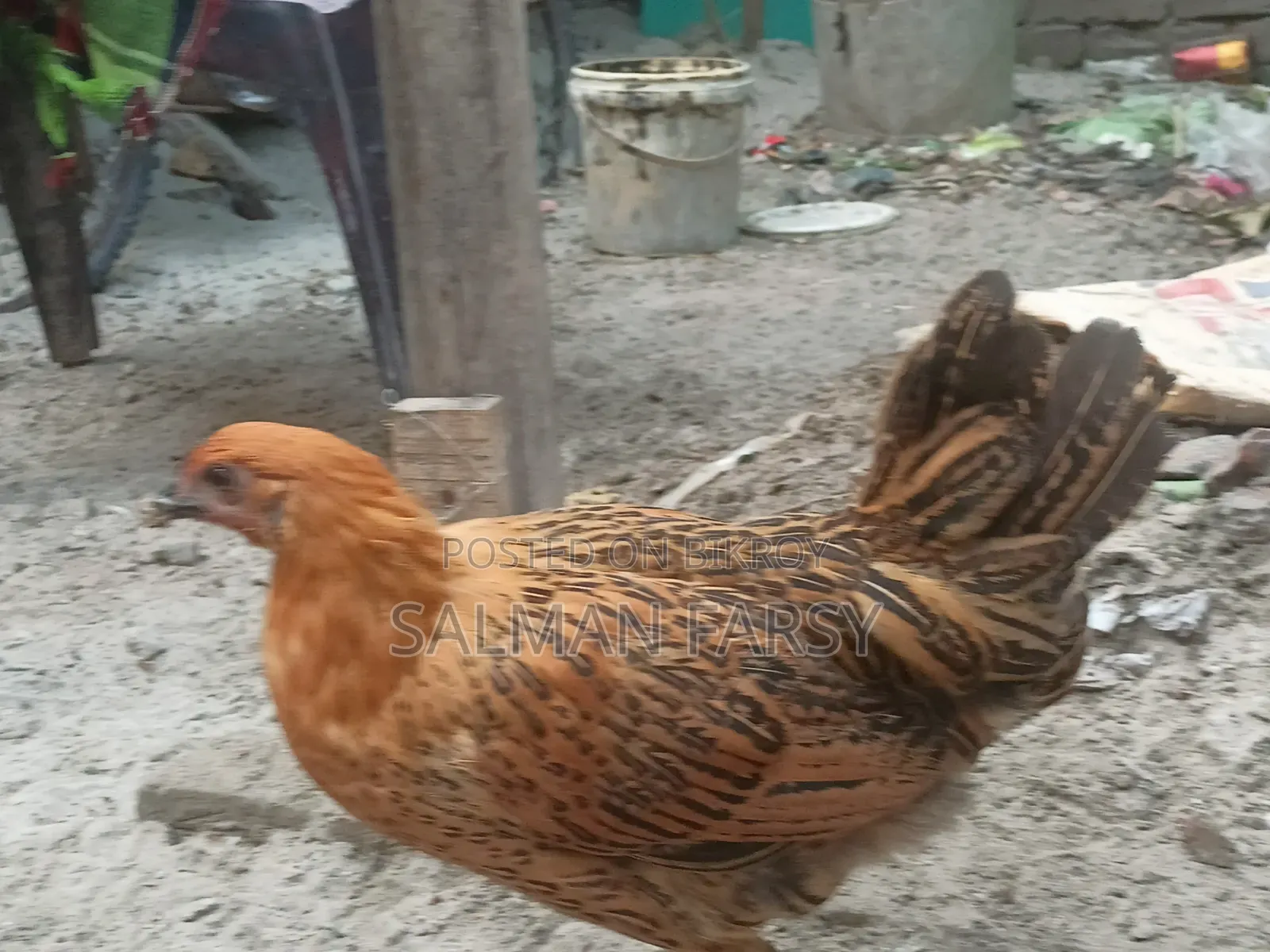 দেশি মুরগি। বয়স: ৫ মাসের বেশি