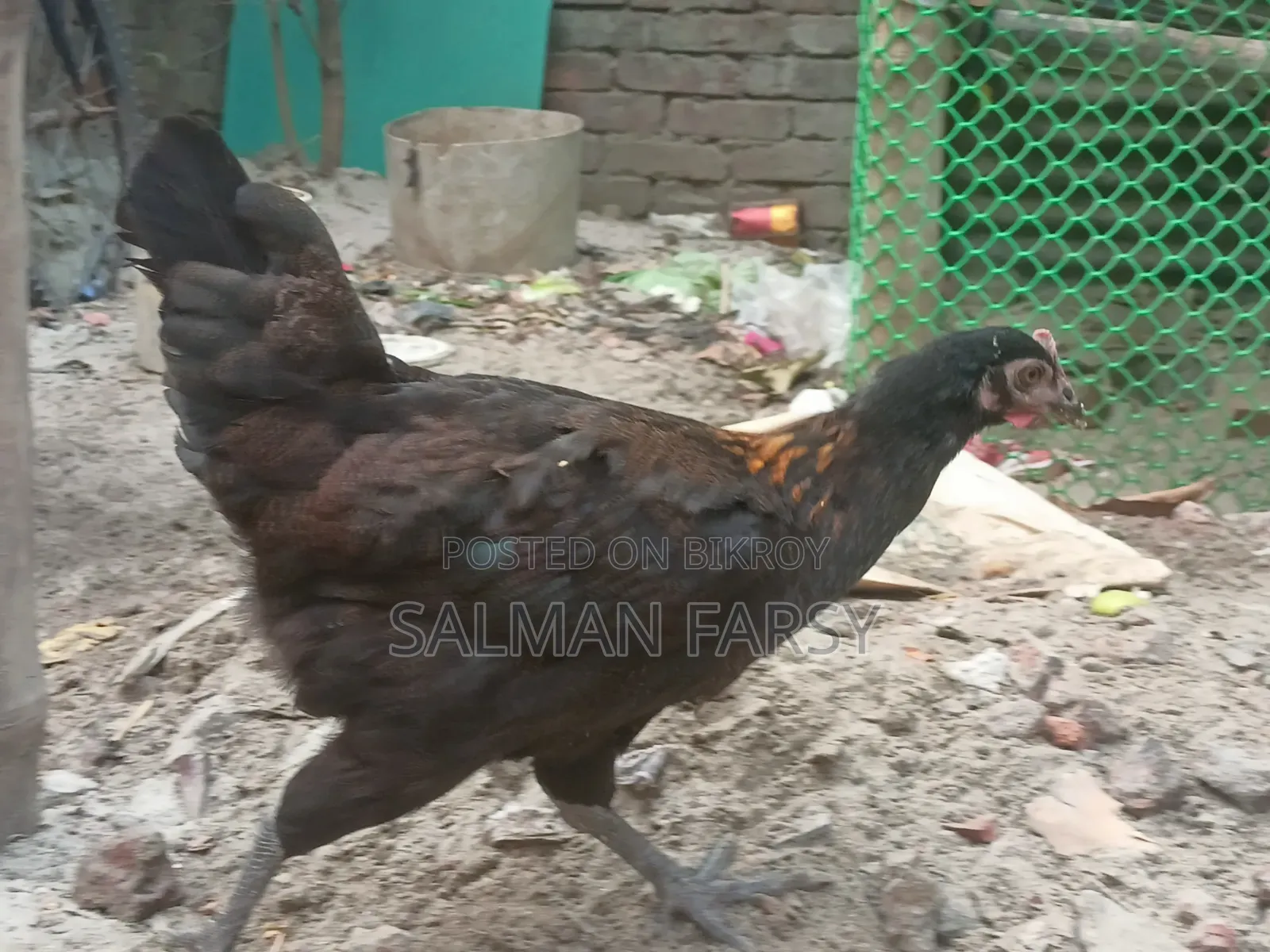 দেশি মুরগি। বয়স: ৫ মাসের বেশি