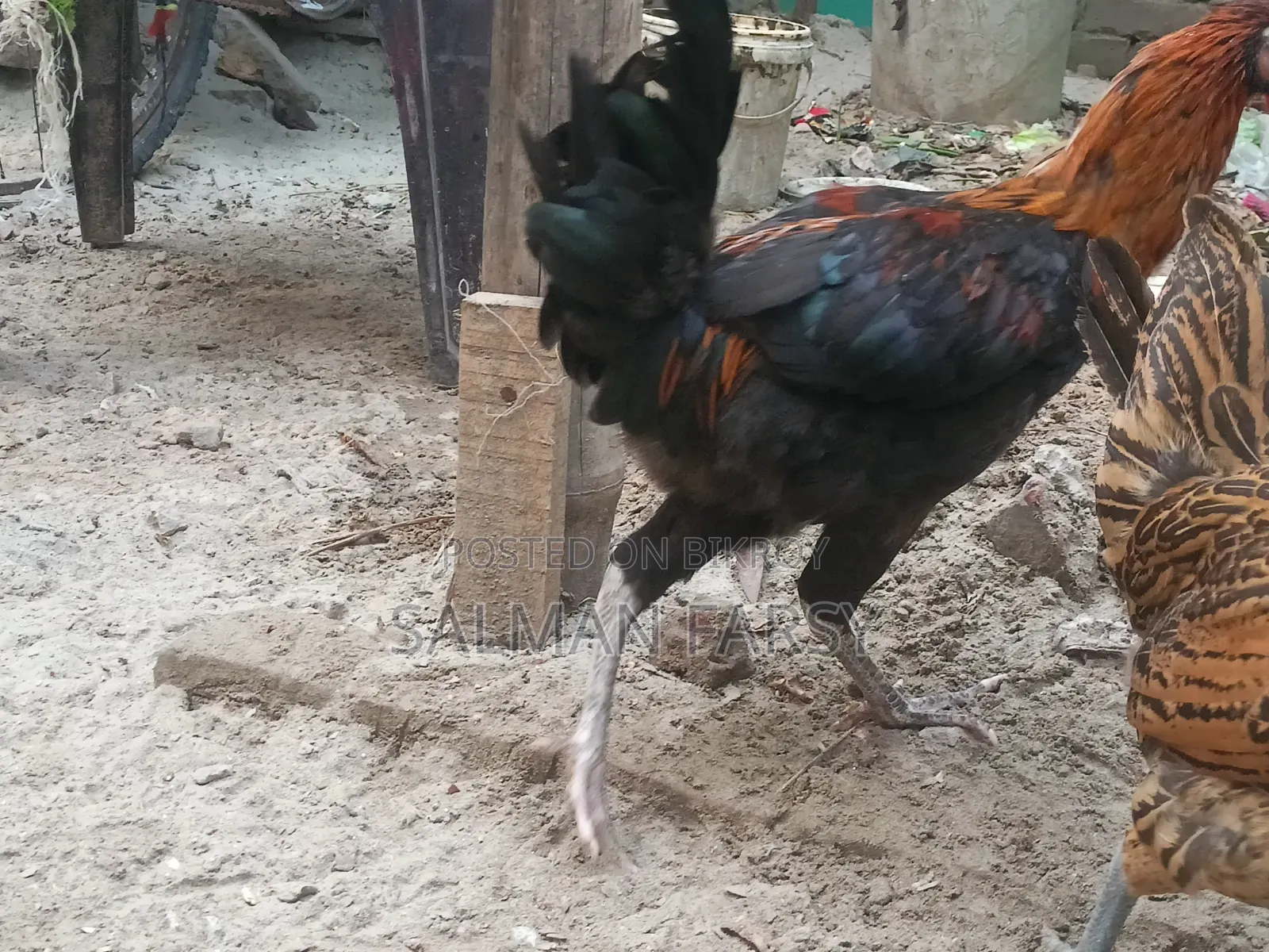দেশি মুরগি। বয়স: ৫ মাসের বেশি