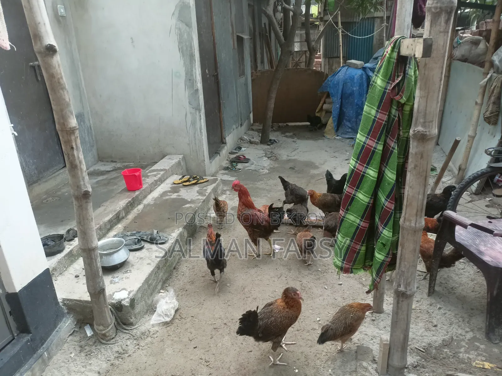 দেশি মুরগি। বয়স: ৫ মাসের বেশি