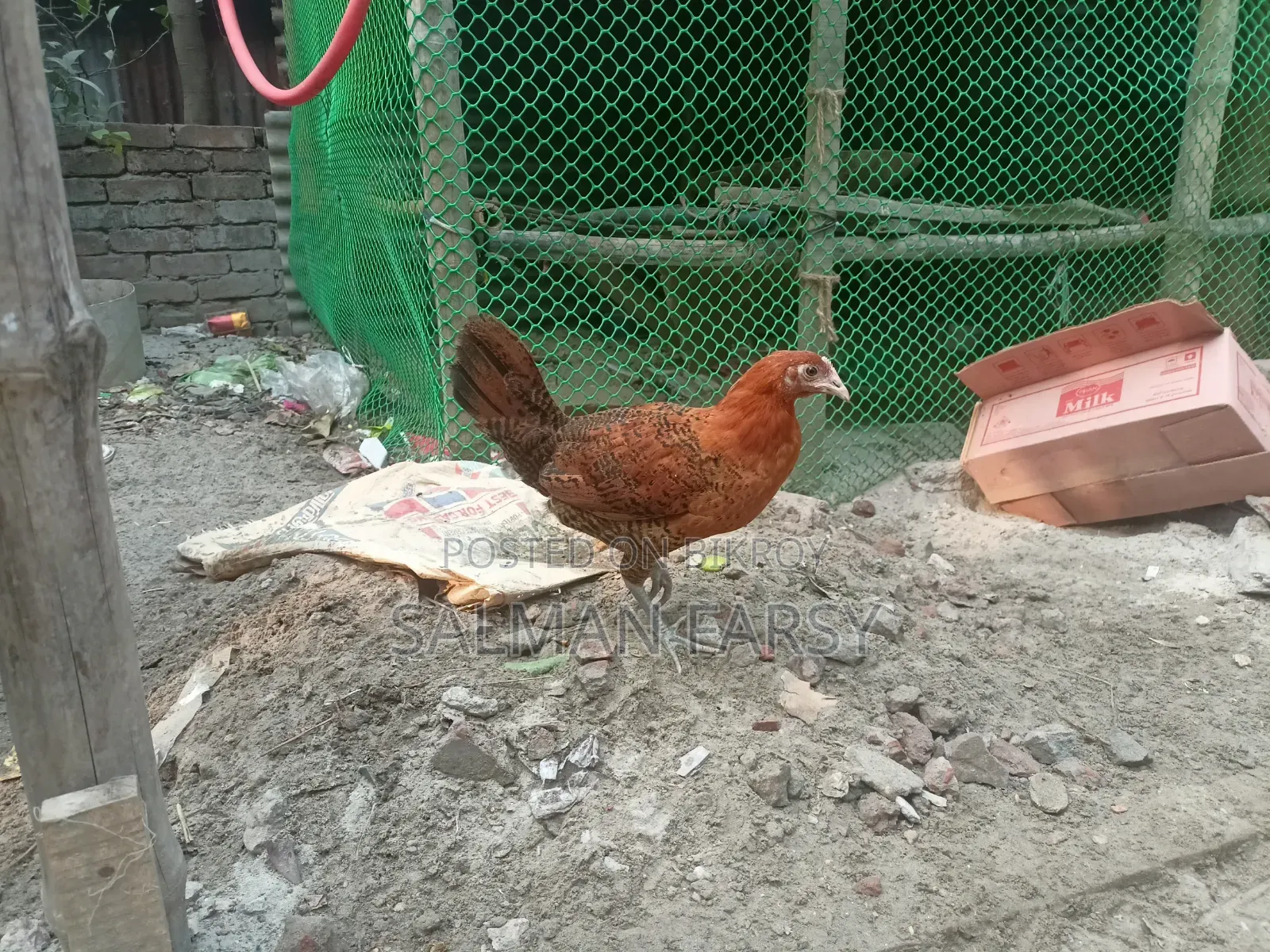 দেশি মুরগি। বয়স: ৫ মাসের বেশি